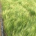 细茎针茅自产自销200万细茎针茅直销