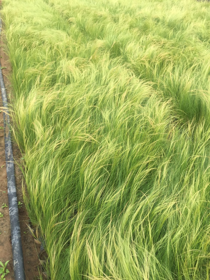 细茎针茅自产自销200万细茎针茅直销