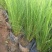 细茎针茅自产自销200万细茎针茅直销