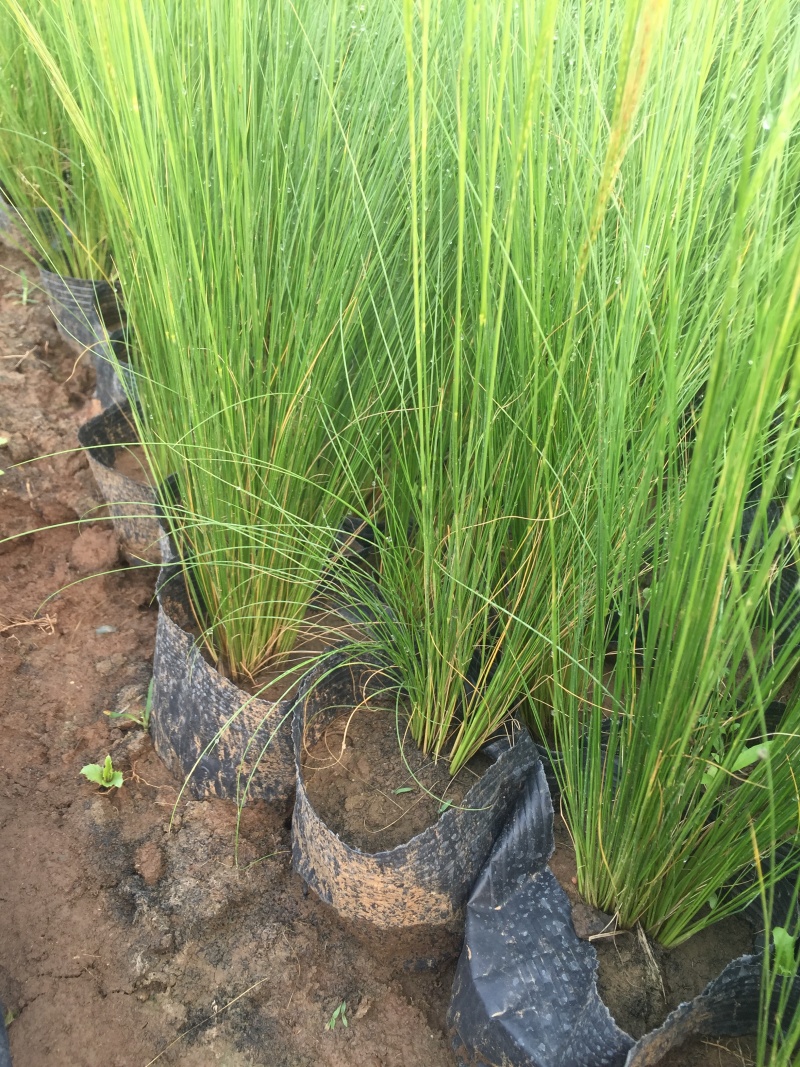 细茎针茅自产自销200万细茎针茅直销
