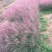 粉黛乱子草自产自销800万粉黛乱子草直销。低价处理