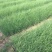 粉黛乱子草自产自销800万粉黛乱子草直销。低价处理