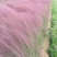 粉黛乱子草自产自销800万粉黛乱子草直销。低价处理
