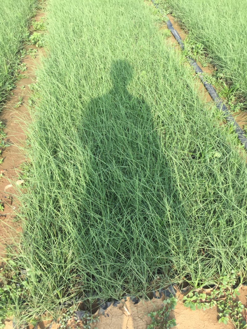 粉黛乱子草自产自销800万粉黛乱子草直销。低价处理