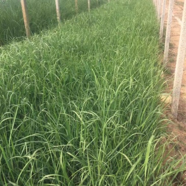 柳枝稷种植基地80万柳枝稷自产自销。低价处理