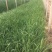 柳枝稷种植基地80万柳枝稷自产自销。低价处理