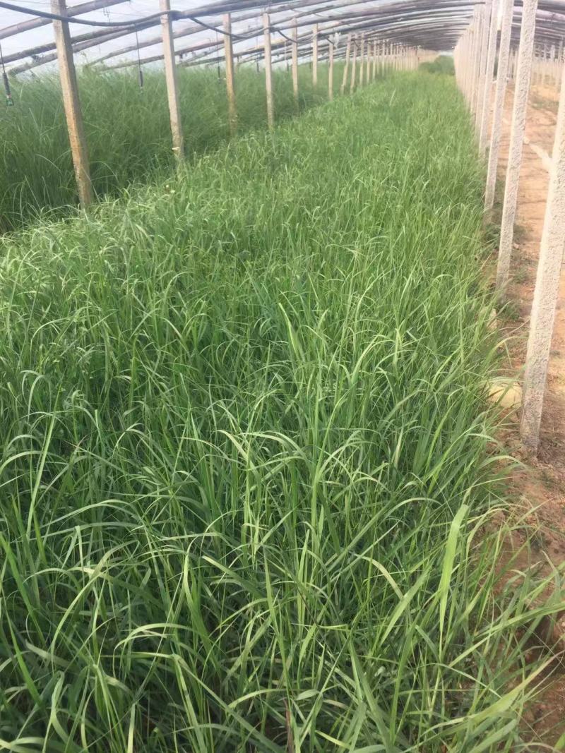 柳枝稷种植基地80万柳枝稷自产自销。低价处理