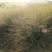 柳枝稷种植基地80万柳枝稷自产自销。低价处理