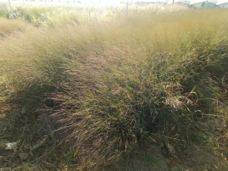 柳枝稷种植基地80万柳枝稷自产自销。低价处理