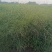 柳枝稷种植基地80万柳枝稷自产自销。低价处理