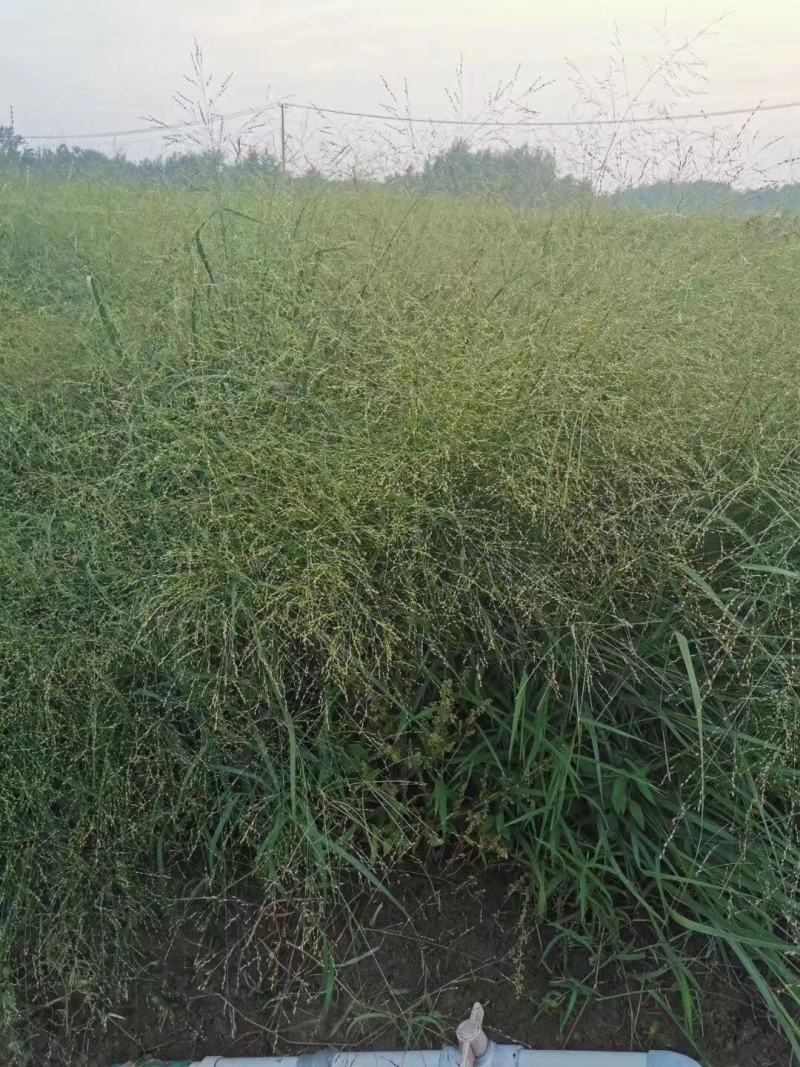 柳枝稷种植基地80万柳枝稷自产自销。低价处理