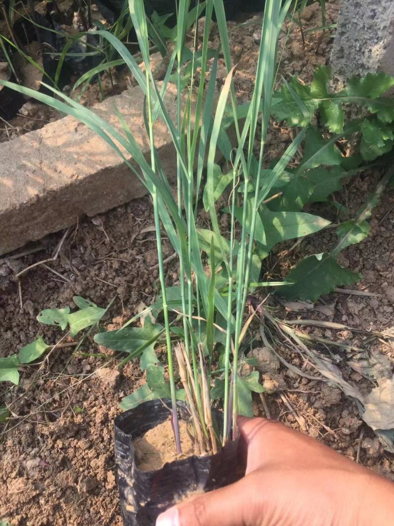 柳枝稷种植基地80万柳枝稷自产自销。低价处理