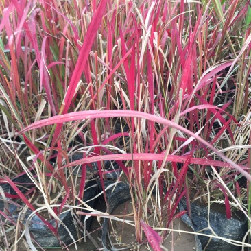 日本血草种植基地50万日本血草直销。低价处理