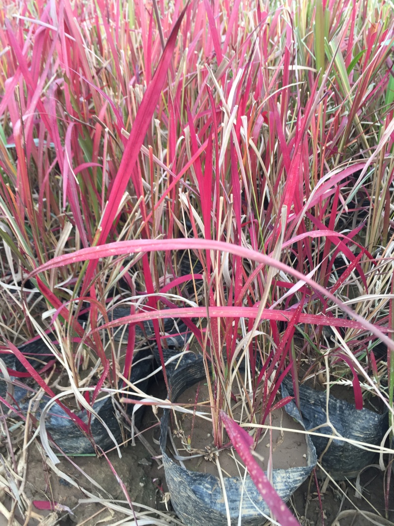 日本血草种植基地50万日本血草直销。低价处理