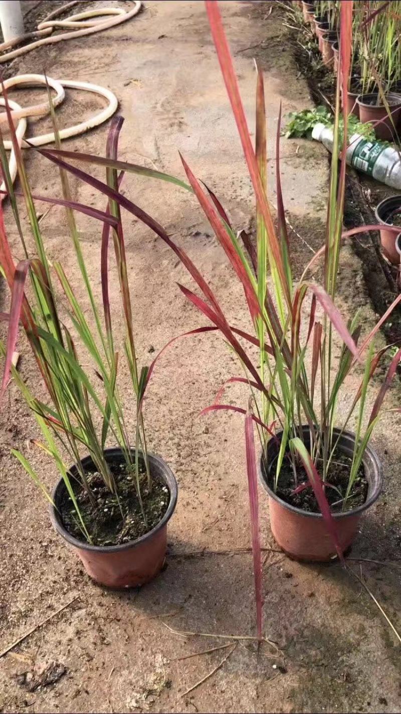 日本血草种植基地50万日本血草直销。低价处理