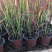 日本血草种植基地50万日本血草直销。低价处理