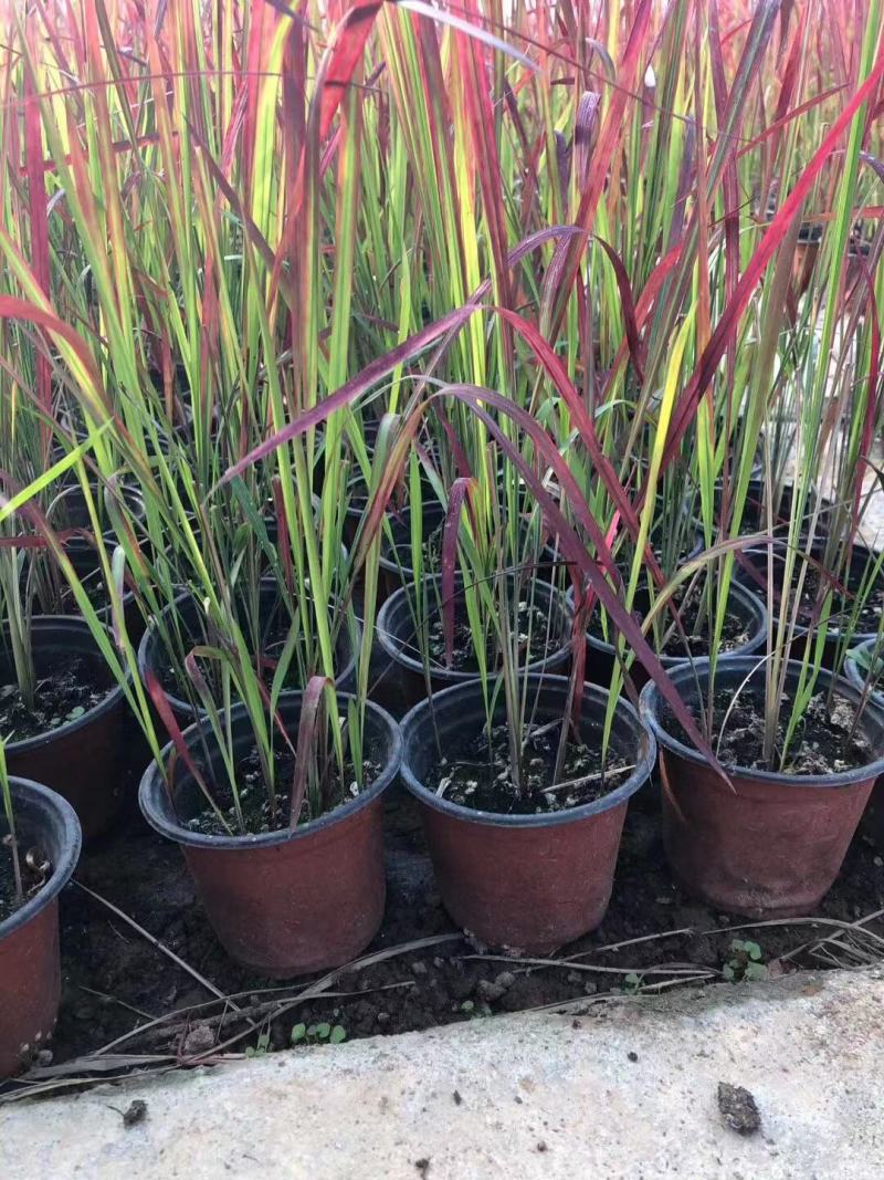 日本血草种植基地50万日本血草直销。低价处理