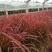日本血草种植基地50万日本血草直销。低价处理