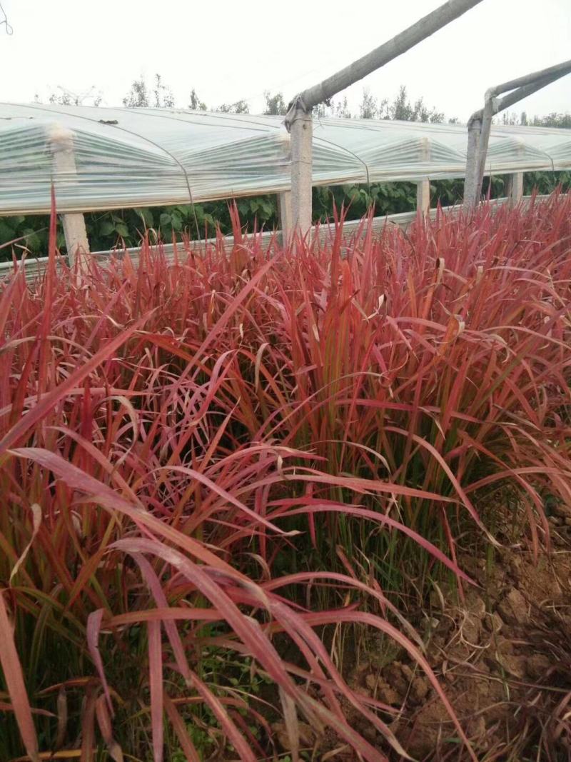 日本血草种植基地50万日本血草直销。低价处理