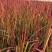 日本血草种植基地50万日本血草直销。低价处理