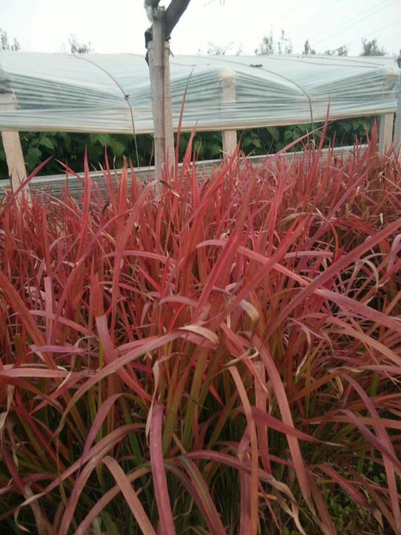 日本血草种植基地50万日本血草直销。低价处理