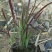 日本血草种植基地50万日本血草直销。低价处理