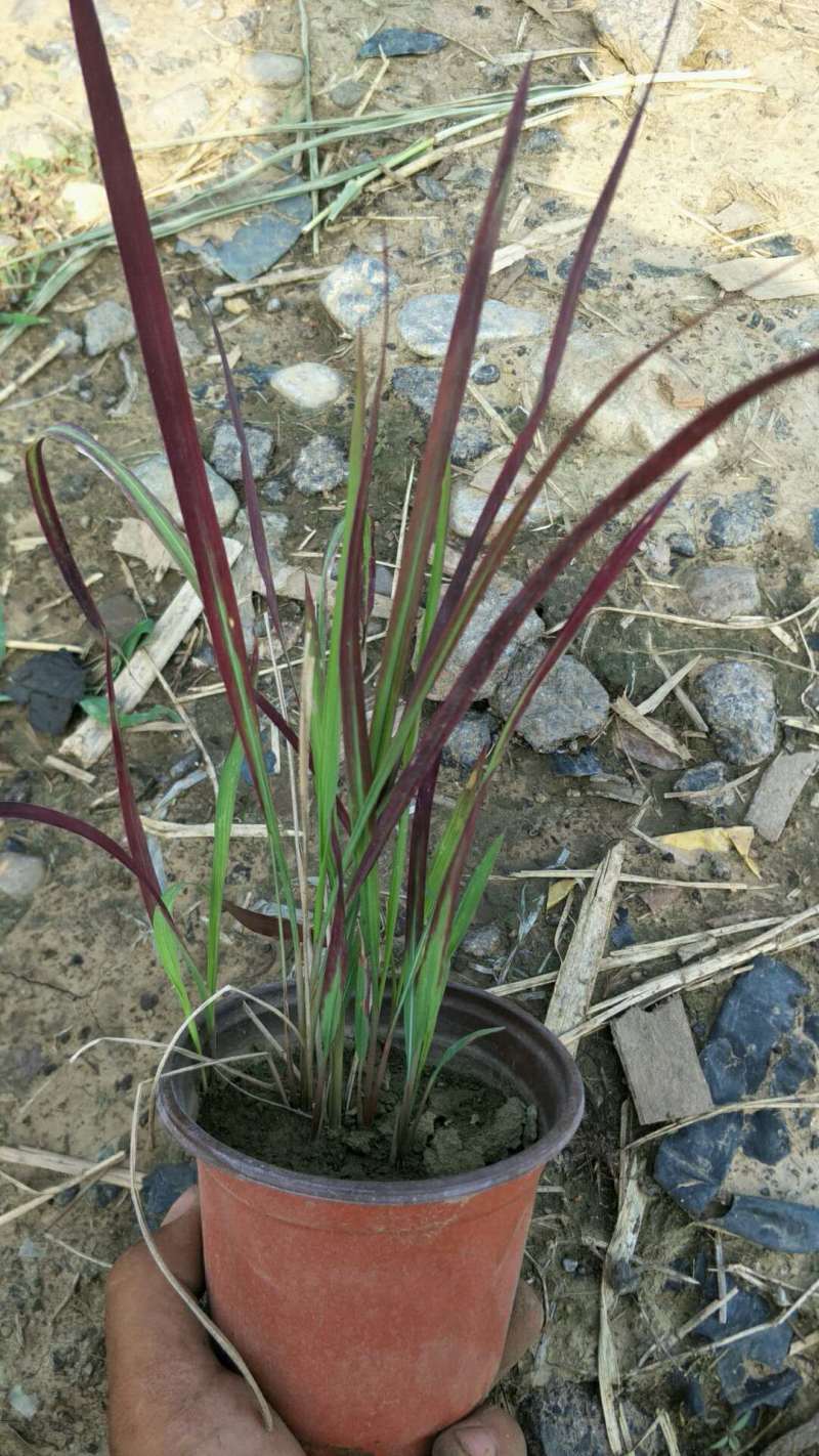 日本血草种植基地50万日本血草直销。低价处理
