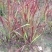 日本血草种植基地50万日本血草直销。低价处理