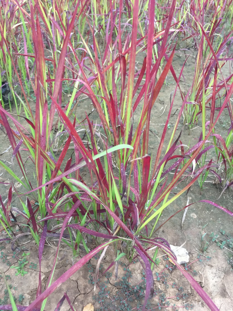 日本血草种植基地50万日本血草直销。低价处理