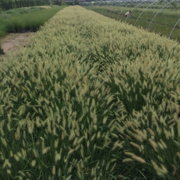 花卉盆景小兔子狼尾草自产自销小兔子狼尾草种植基地