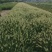 花卉盆景小兔子狼尾草自产自销小兔子狼尾草种植基地