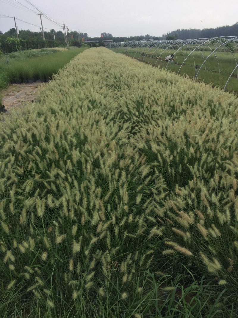 花卉盆景小兔子狼尾草自产自销小兔子狼尾草种植基地