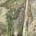 花卉盆景小兔子狼尾草自产自销小兔子狼尾草种植基地