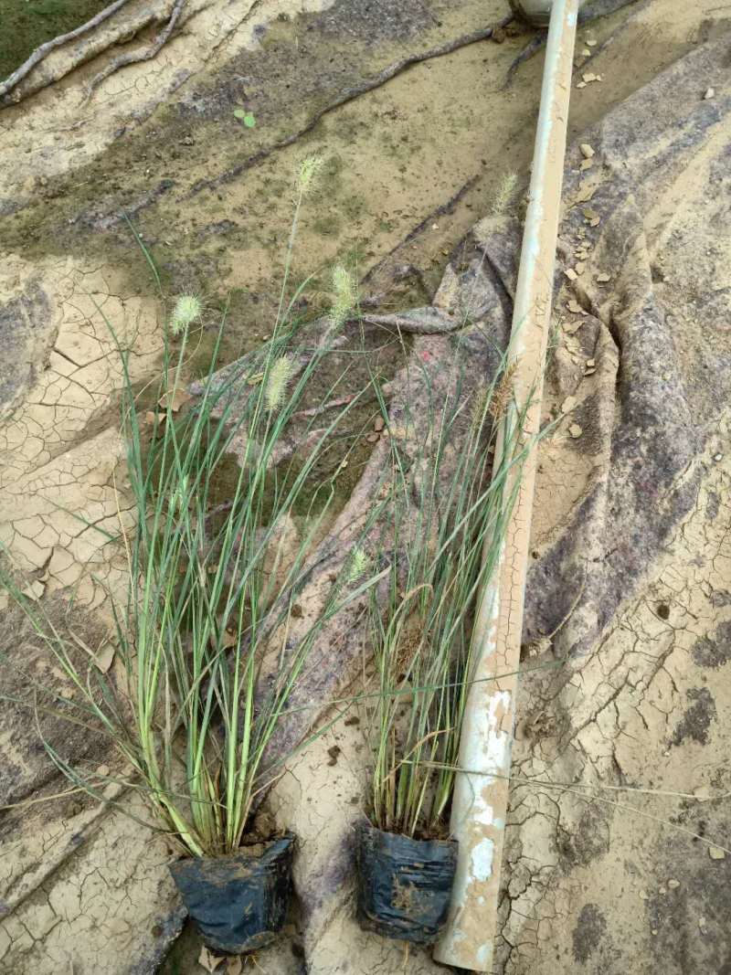 花卉盆景小兔子狼尾草自产自销小兔子狼尾草种植基地