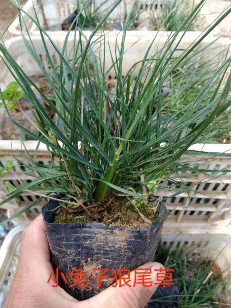 花卉盆景小兔子狼尾草自产自销小兔子狼尾草种植基地