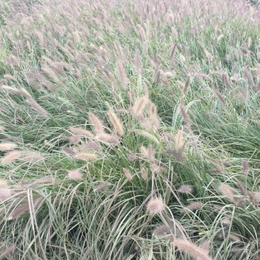 紫穗狼尾草自产自销600万紫穗狼尾草直销。低价处理