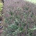 紫穗狼尾草自产自销600万紫穗狼尾草直销。低价处理