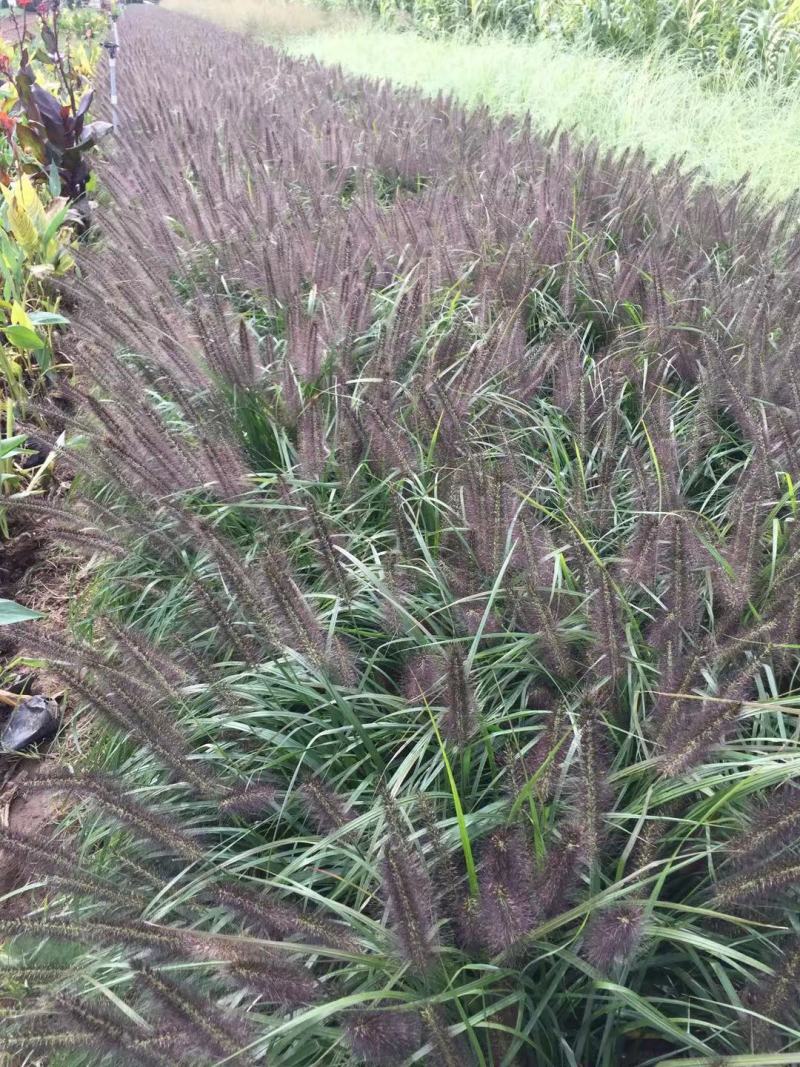 紫穗狼尾草自产自销600万紫穗狼尾草直销。低价处理