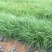 紫穗狼尾草自产自销600万紫穗狼尾草直销。低价处理