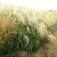 矢羽芒种植基地矢羽芒自产自销矢羽芒一手货源