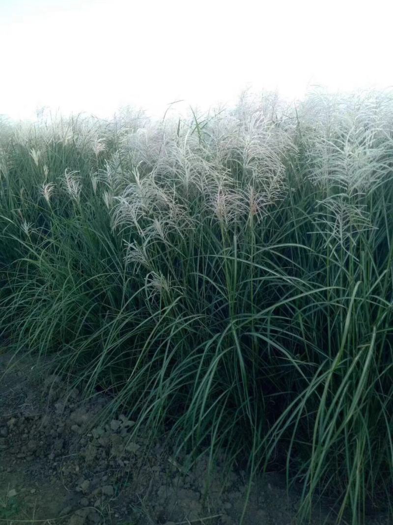 矢羽芒种植基地矢羽芒自产自销矢羽芒一手货源