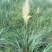 蒲苇种植基地蒲苇自产自销。30万处理。