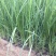 蒲苇种植基地蒲苇自产自销。30万处理。