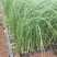 蒲苇种植基地蒲苇自产自销。30万处理。