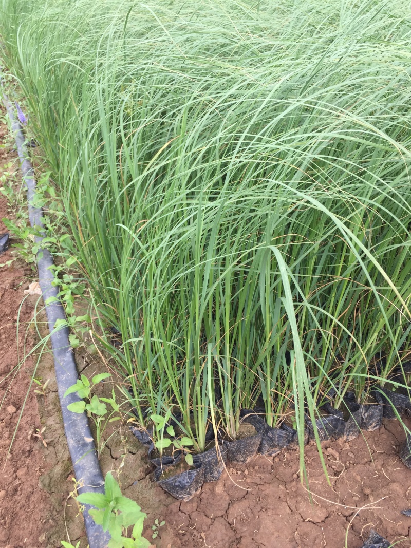 蒲苇种植基地蒲苇自产自销。30万处理。