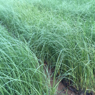 矮蒲苇自产自销矮蒲苇种植基地。30万。低价处理。