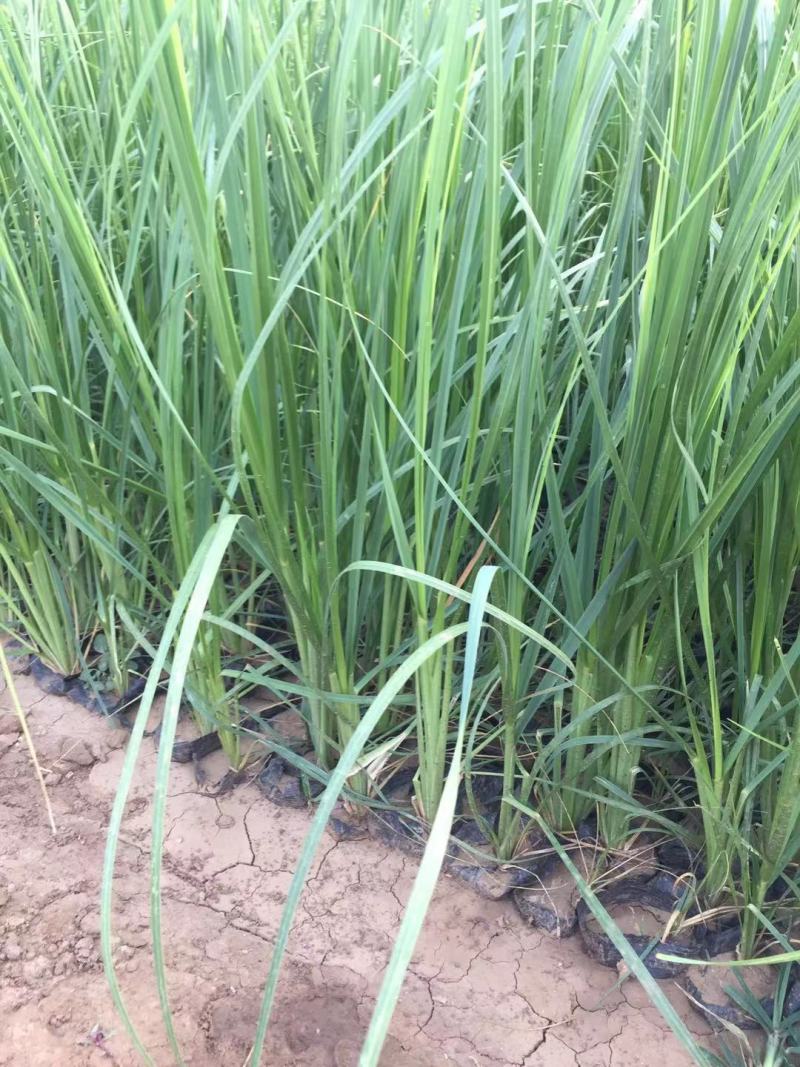 矮蒲苇自产自销矮蒲苇种植基地。30万。低价处理。