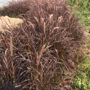 花卉盆景紫叶狼尾草种植基地紫叶狼尾草自产自销。