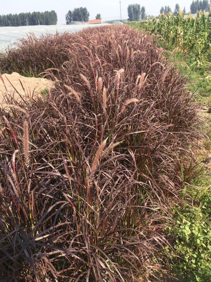 花卉盆景紫叶狼尾草种植基地紫叶狼尾草自产自销。