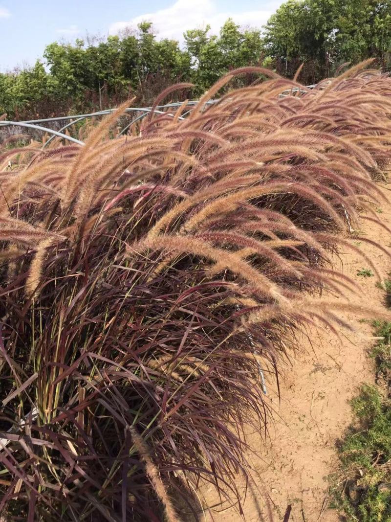 花卉盆景紫叶狼尾草种植基地紫叶狼尾草自产自销。